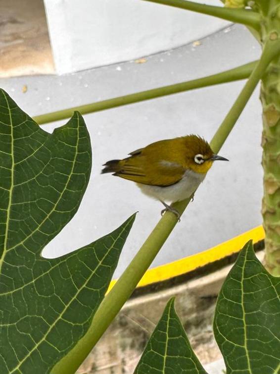 Swinhoe's white-eye