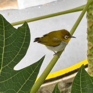 Swinhoe's white-eye