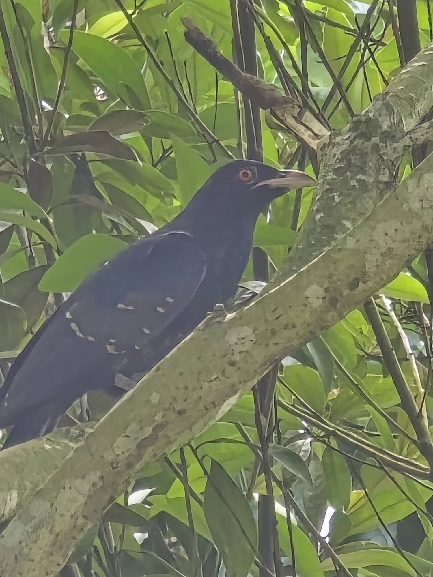 Asian koel