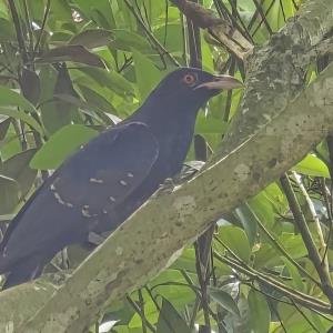 Asian koel