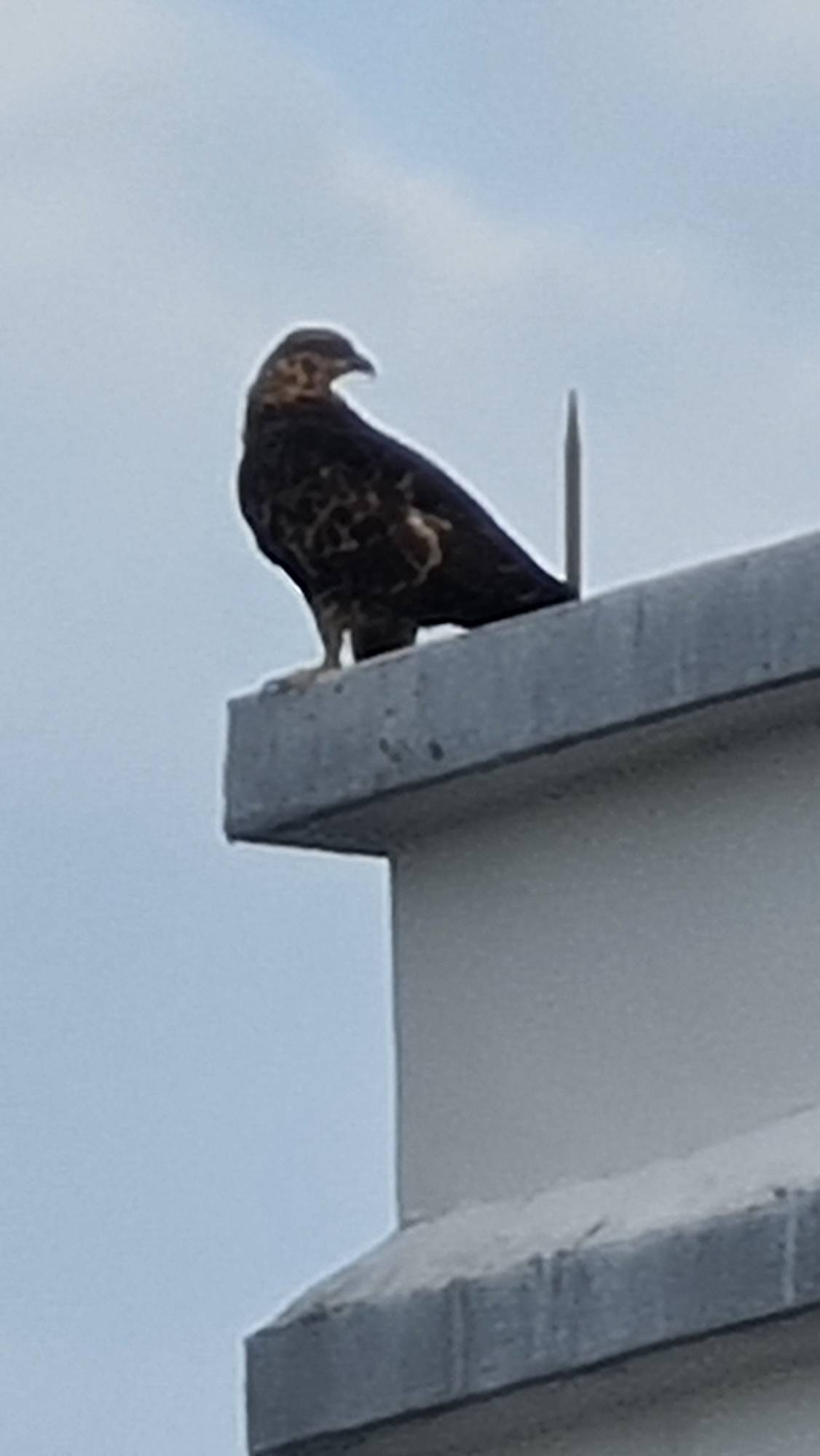 Oriental honey buzzard