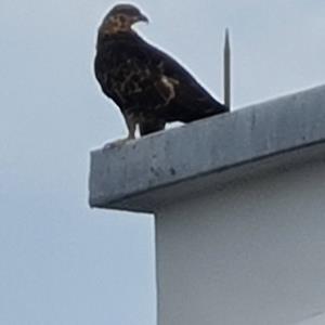 Oriental honey buzzard