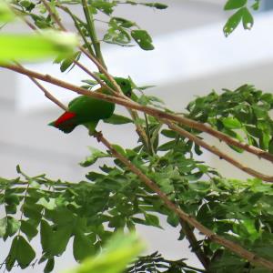 Blue-crowned hanging parrot