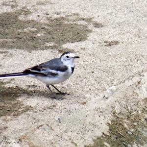 White wagtail