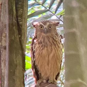 Malay fish owl