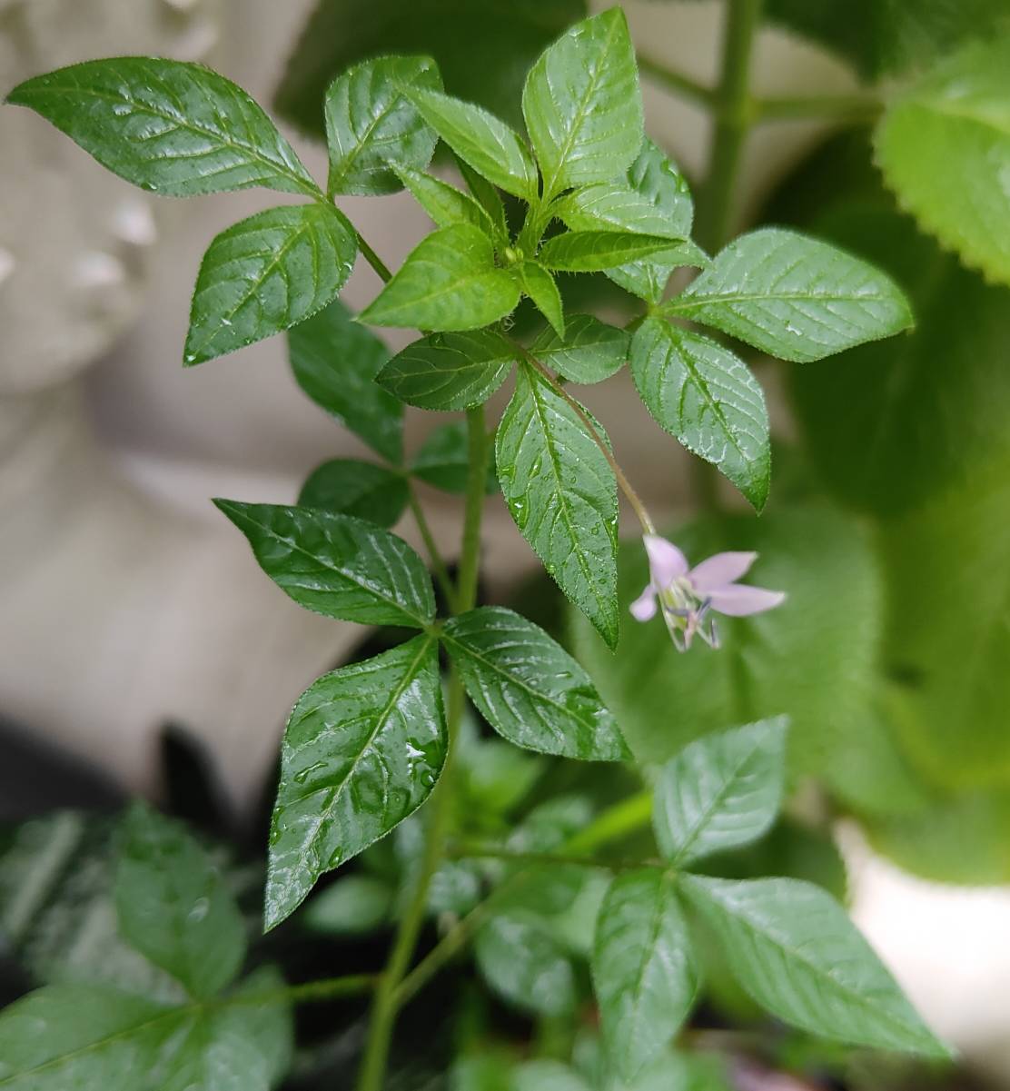 Cleome rutidosperma