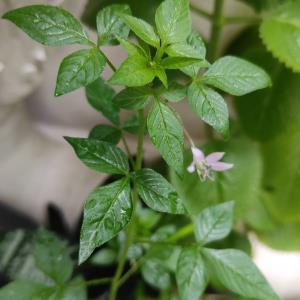 Cleome rutidosperma