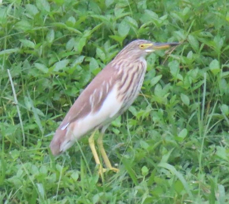 Pond heron sp.