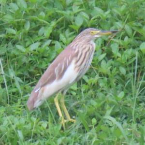 Pond heron sp.