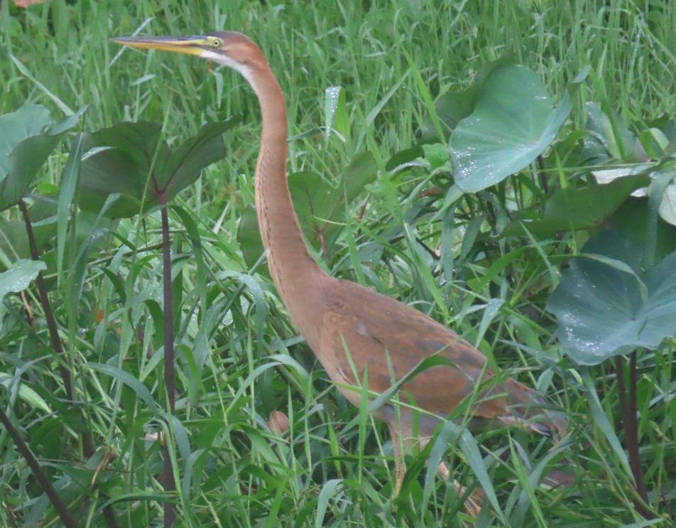 Purple heron juvenile