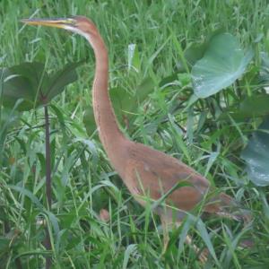 Purple heron juvenile