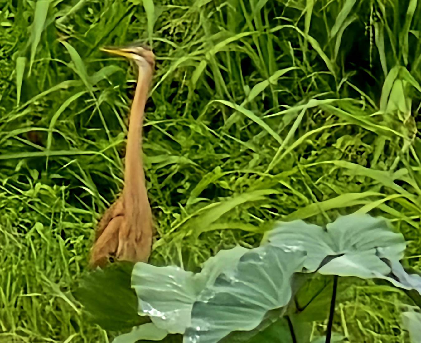 Purple heron