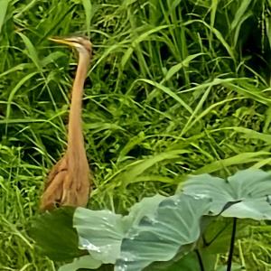 Purple heron