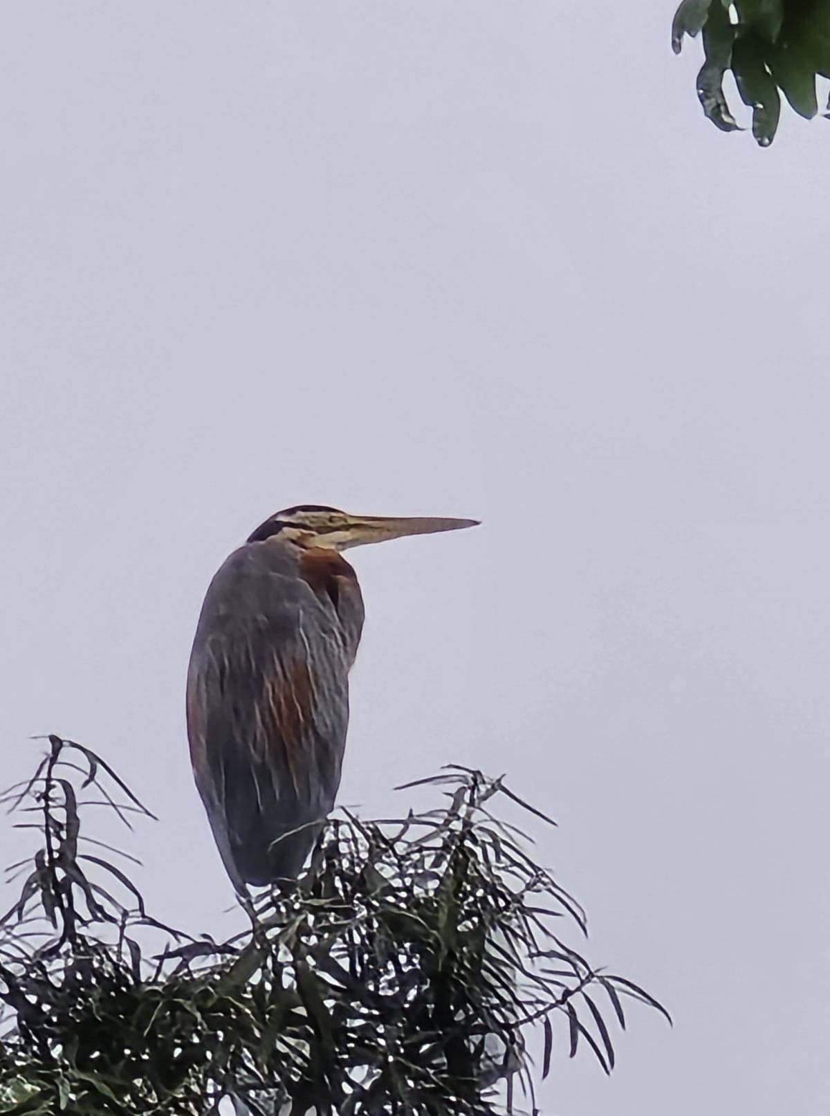 Purple heron