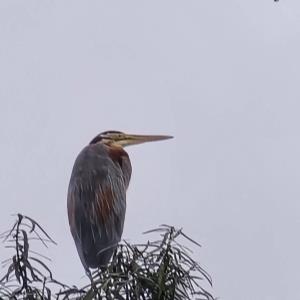 Purple heron