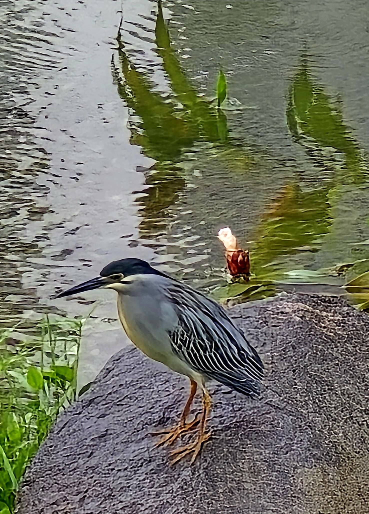 Striated heron