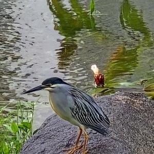 Striated heron