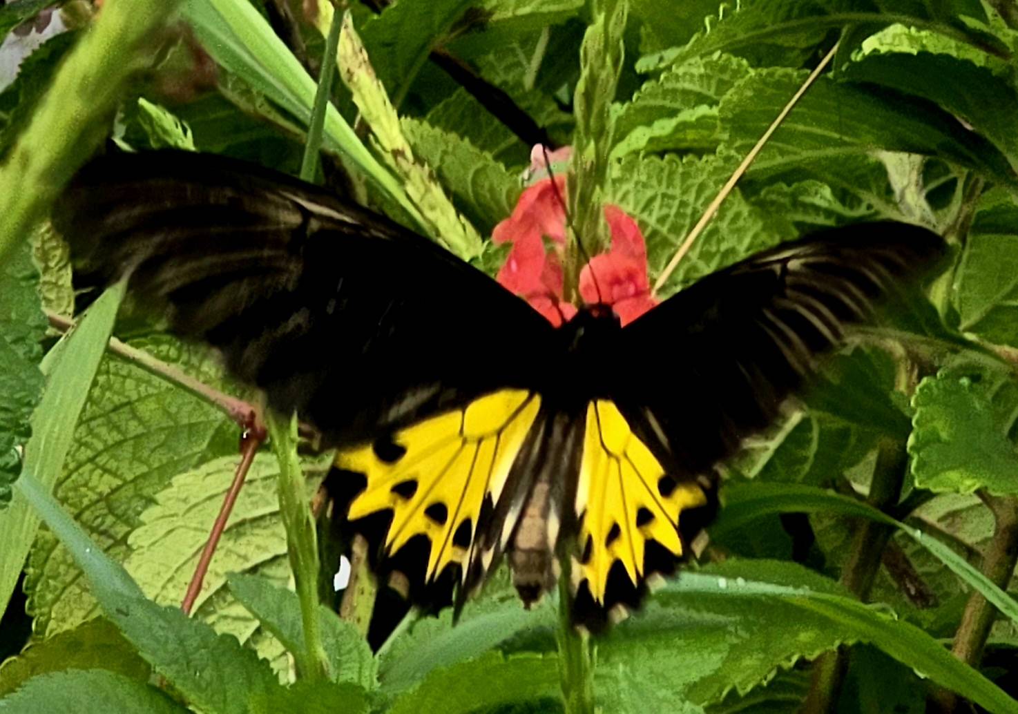 Common birdwing