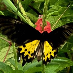 Common birdwing