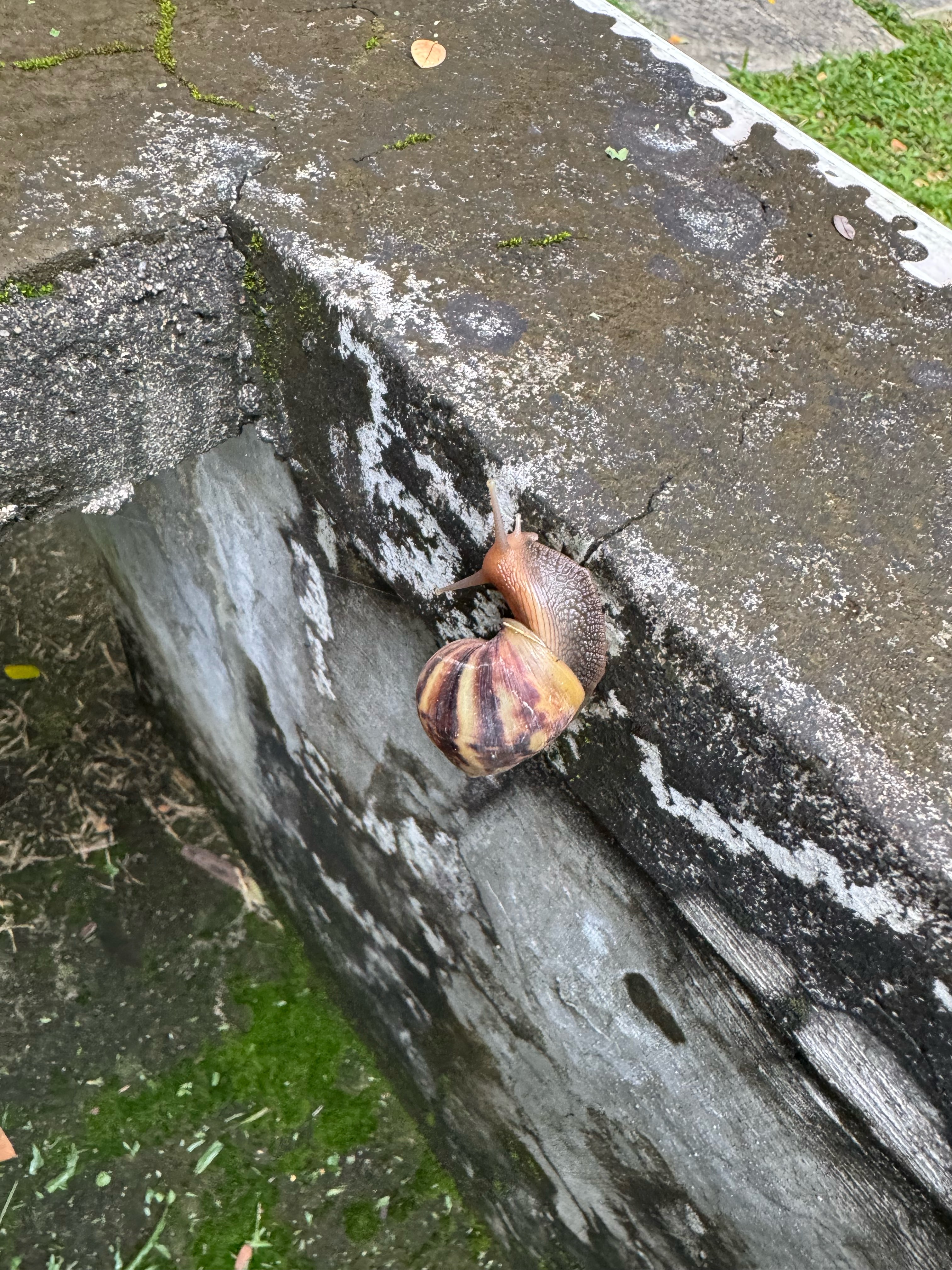 Snail