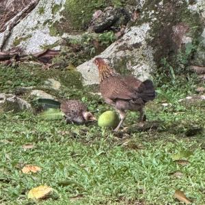 Female and juvenile red jungle fowl