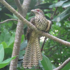 Asian koel