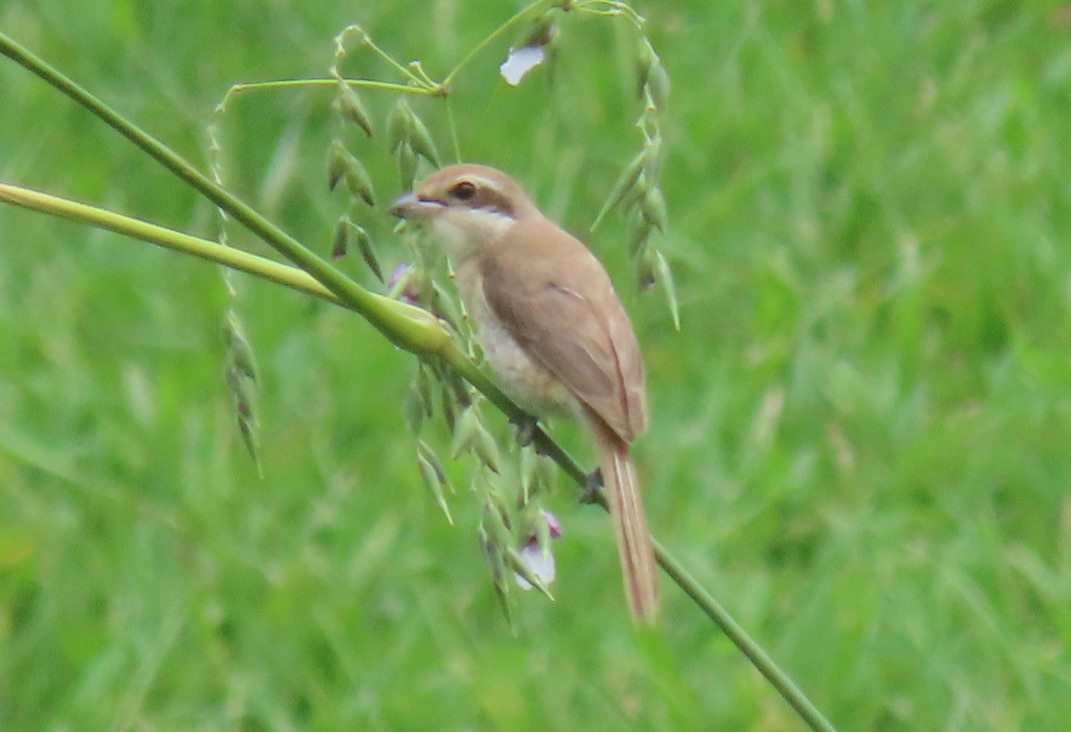 Brown shrike