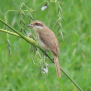 Brown shrike