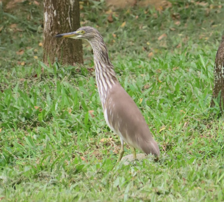 Pond heron sp.