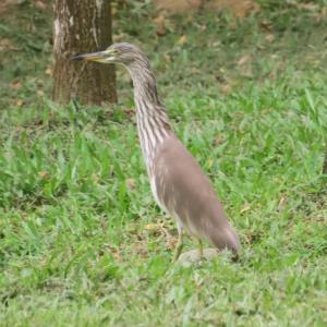 Pond heron sp.