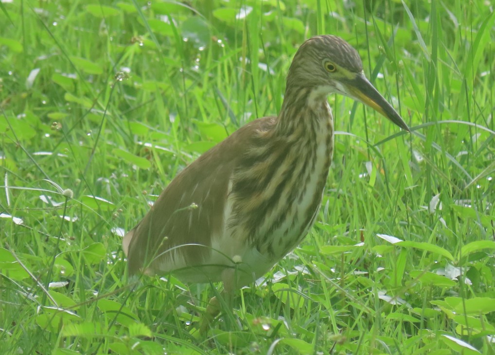 Pond heron sp.