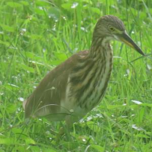 Pond heron sp.