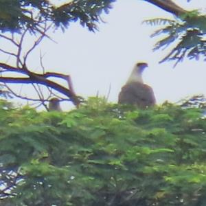 White-bellied sea eagle