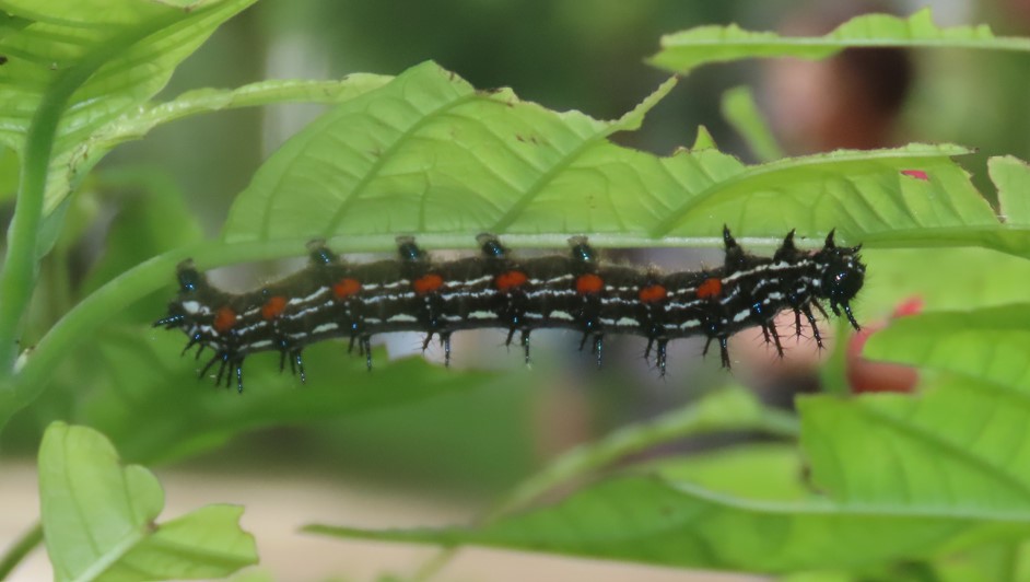 Autumn leaf caterpillar