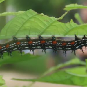 Autumn leaf caterpillar