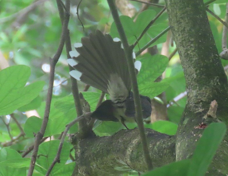 Malaysian pied fantail