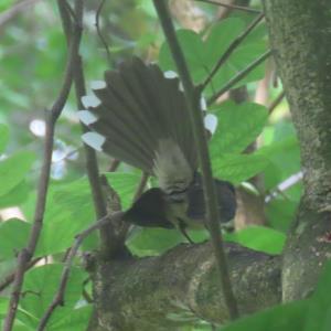 Malaysian pied fantail