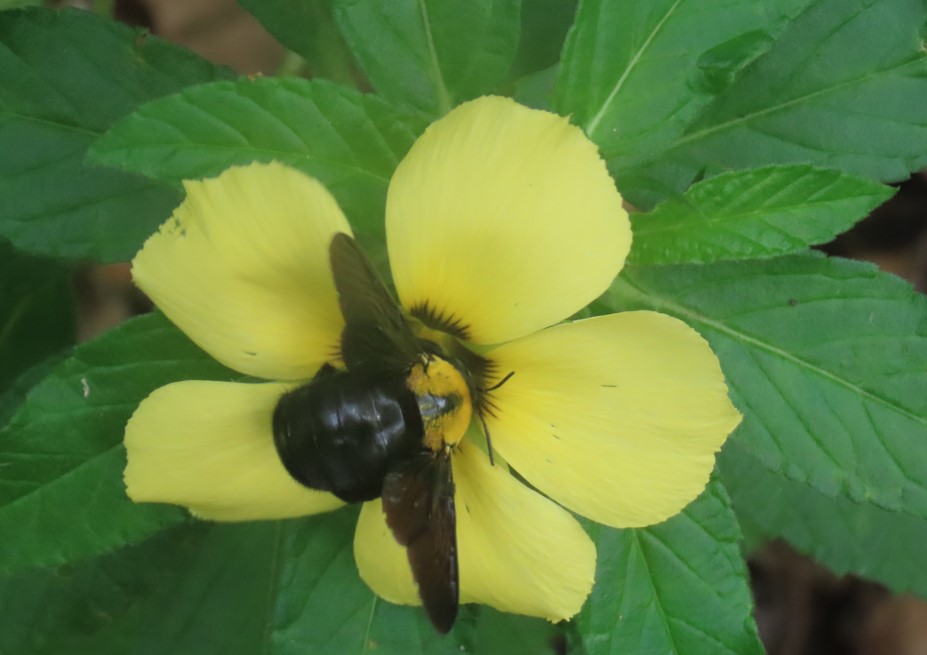 Yellow and black carpenter bee