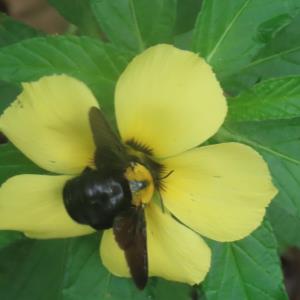 Yellow and black carpenter bee