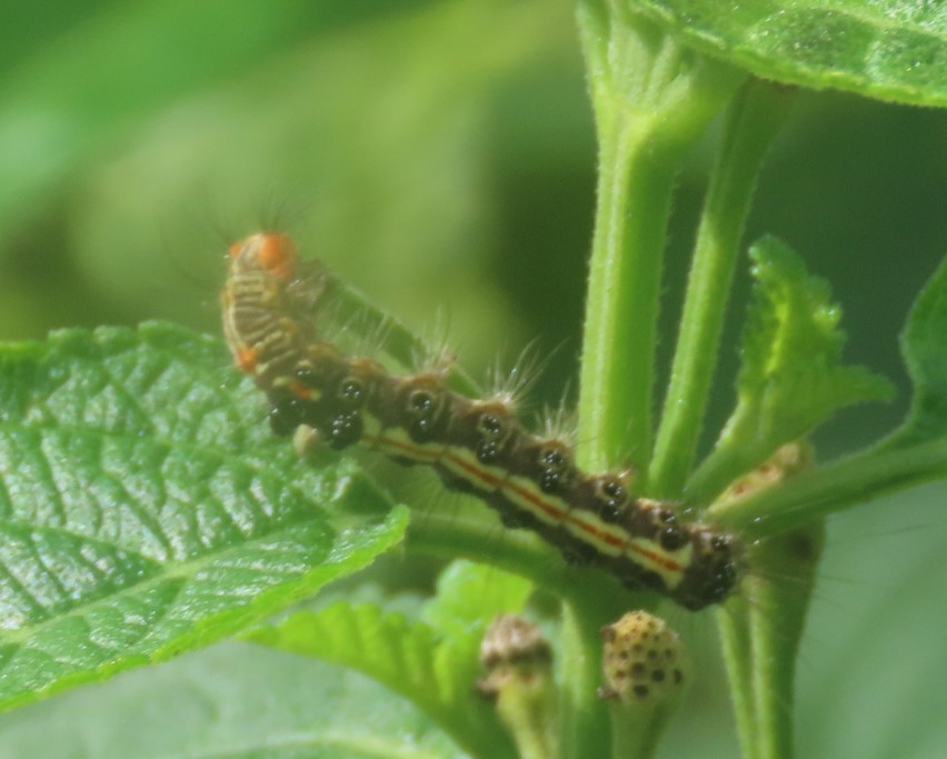 Orvasca subnotata caterpillar?