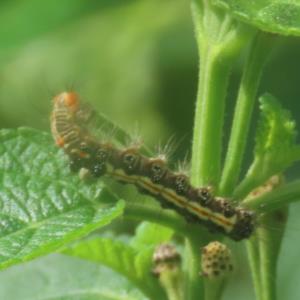 Orvasca subnotata caterpillar?