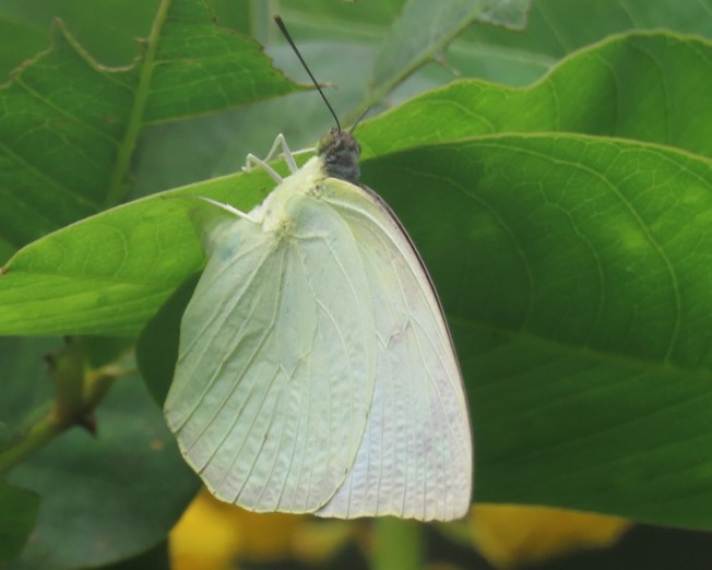 Mottled emigrant