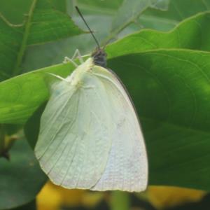 Mottled emigrant