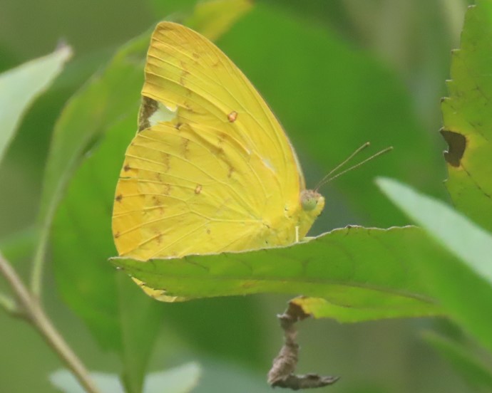 Orange emigrant