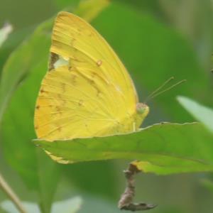 Orange emigrant