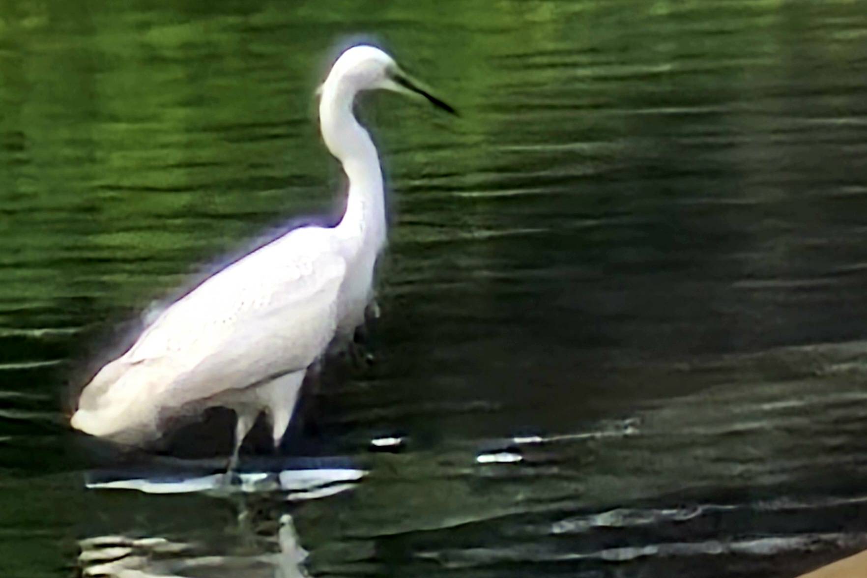 Little egret