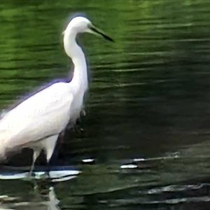 Little egret