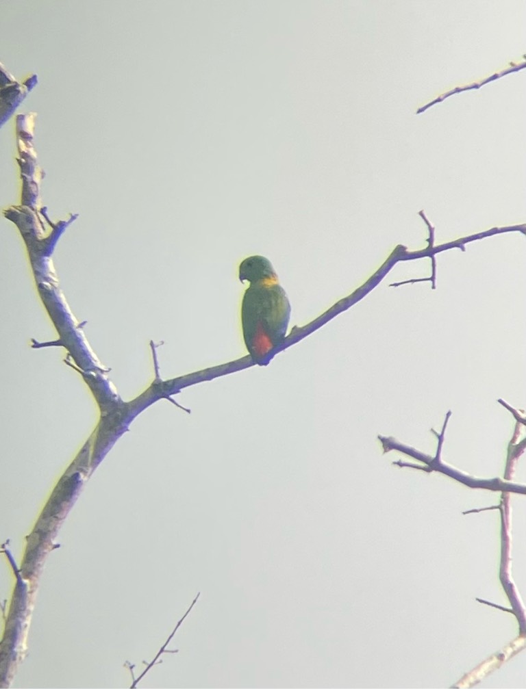 Blue-crowned hanging parrot   