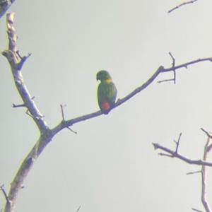 Blue-crowned hanging parrot   