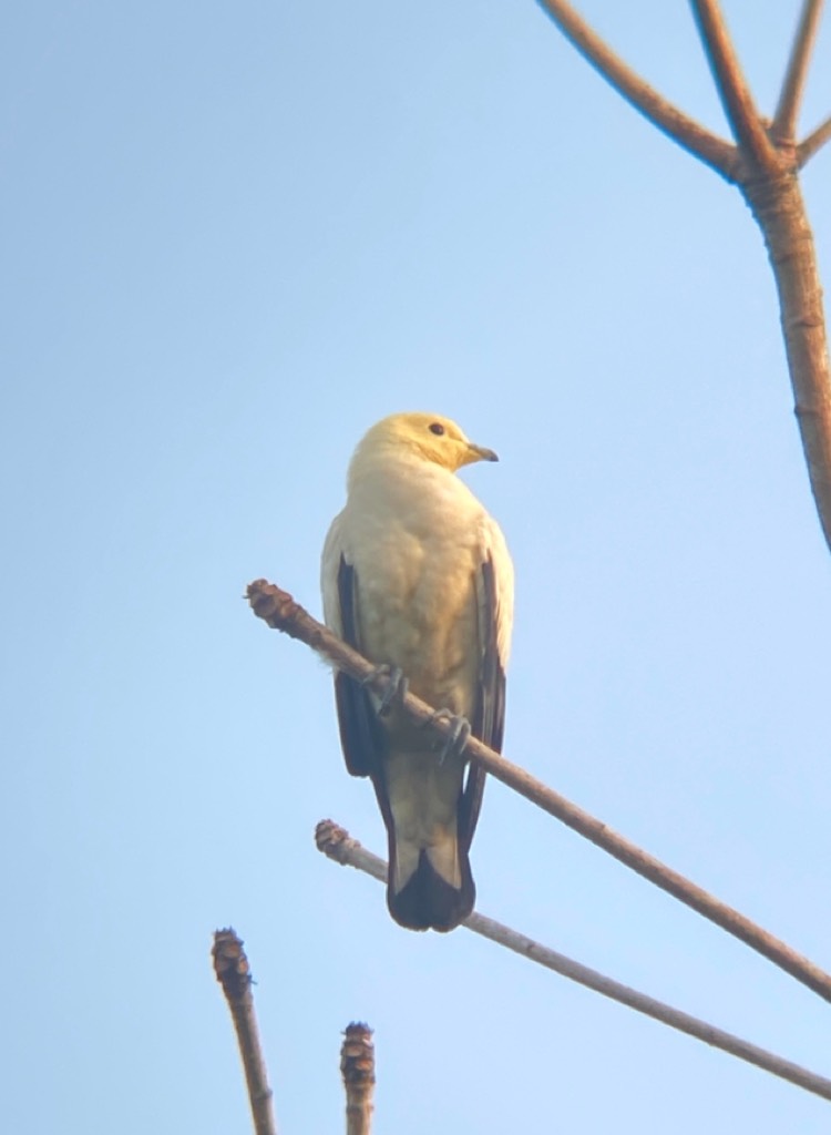 Pied imperial pigeon